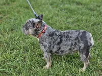 Pretzel, a female French Bulldog for sale in Hays, NC – 4 of 4