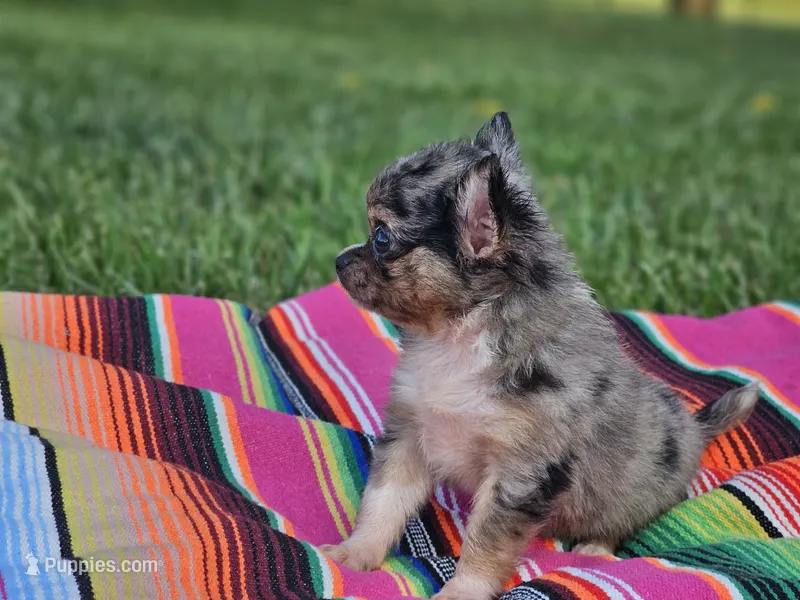 Lena – Chihuahua puppy for sale in Hays, NC
