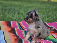 Lena, a female Chihuahua for sale in Hays, NC – 1 of 4