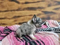 Lena, a female Chihuahua for sale in Hays, NC – 3 of 4