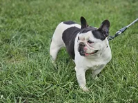 Drama, a female French Bulldog for sale in Hays, NC – 2 of 3
