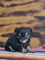 Lulu, a female Chihuahua for sale in Hays, NC – 4 of 4