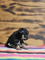 Layla, a female Chihuahua for sale in Hays, NC – 3 of 4