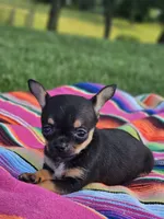 Layla, a female Chihuahua for sale in Hays, NC – 2 of 5