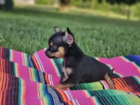Layla, a female Chihuahua for sale in Hays, NC – 5 of 5