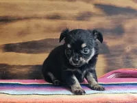 Lulu, a female Chihuahua for sale in Hays, NC – 2 of 4
