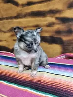 Lena, a female Chihuahua for sale in Hays, NC – 4 of 4