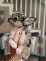 Lena, a female Chihuahua for sale in Hays, NC – 4 of 4
