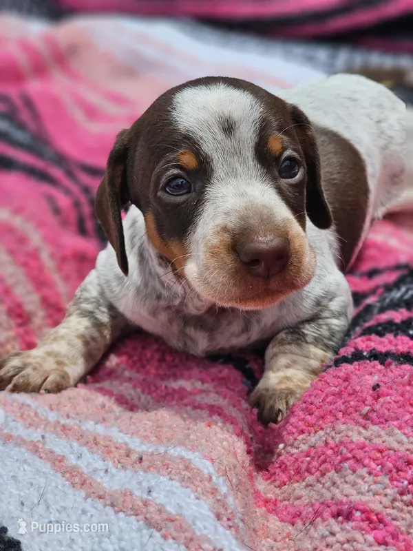 Speckle – Miniature Dachshund puppy for sale in Hays, NC