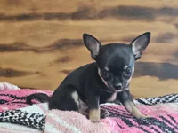 Layla, a female Chihuahua for sale in Hays, NC – 3 of 3