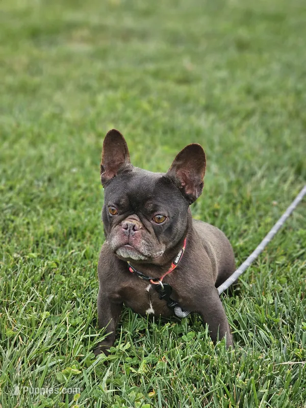Hersey – French Bulldog puppy for sale in Hays, NC