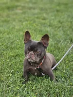 Hersey, a female French Bulldog for sale in Hays, NC – 1 of 2
