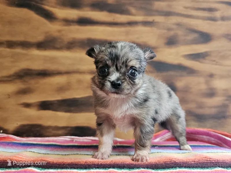 Lena – Chihuahua puppy for sale in Hays, NC
