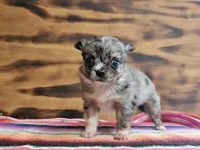 Lena, a female Chihuahua for sale in Hays, NC – 1 of 4