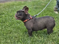 Hersey, a female French Bulldog for sale in Hays, NC – 2 of 2