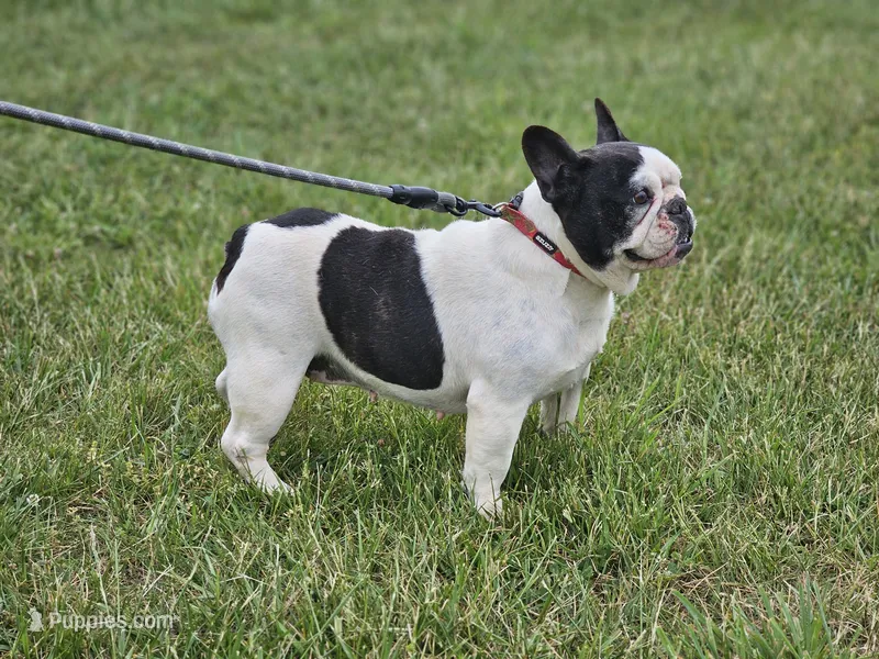 Drama – French Bulldog puppy for sale in Hays, NC