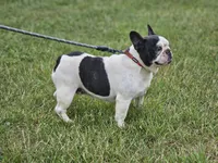 Drama, a female French Bulldog for sale in Hays, NC – 1 of 3