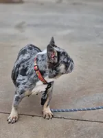 Pretzel, a female French Bulldog for sale in Hays, NC – 3 of 4