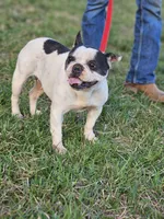 Choas, a female French Bulldog for sale in Hays, NC – 4 of 4