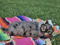 Lena, a female Chihuahua for sale in Hays, NC – 3 of 4