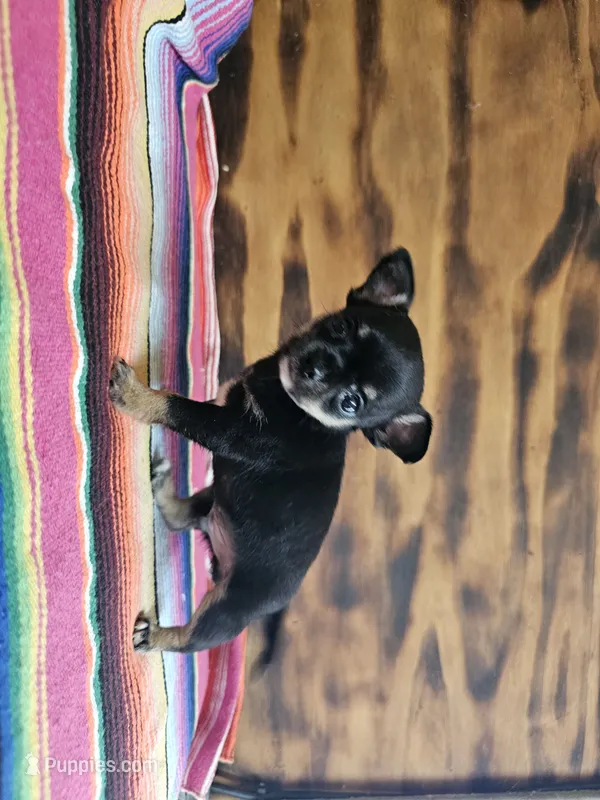 Layla – Chihuahua puppy for sale in Hays, NC