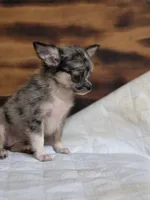 Lena, a female Chihuahua for sale in Hays, NC – 6 of 9