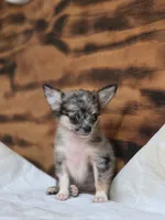 Lena, a female Chihuahua for sale in Hays, NC – 2 of 9
