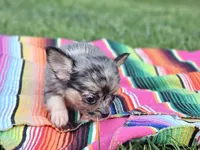 Lena, a female Chihuahua for sale in Hays, NC – 2 of 4