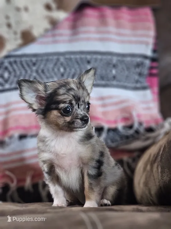 Lena – Chihuahua puppy for sale in Hays, NC