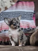 Lena, a female Chihuahua for sale in Hays, NC – 1 of 4