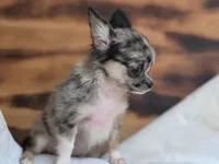 Lena, a female Chihuahua for sale in Hays, NC – 5 of 9