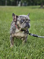 Pretzel, a female French Bulldog for sale in Hays, NC – 2 of 4