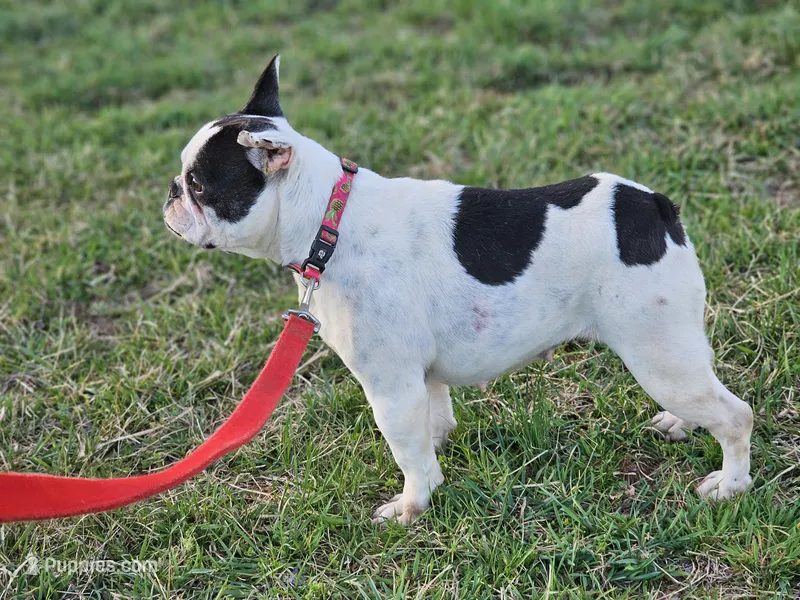 Choas – French Bulldog puppy for sale in Hays, NC