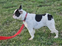 Choas, a female French Bulldog for sale in Hays, NC – 1 of 4