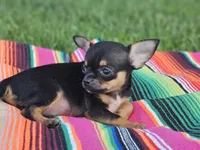 Layla, a female Chihuahua for sale in Hays, NC – 4 of 5