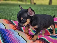 Layla, a female Chihuahua for sale in Hays, NC – 1 of 5