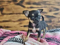 Layla, a female Chihuahua for sale in Hays, NC – 2 of 3