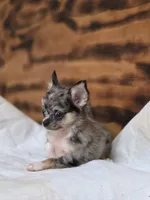 Lena, a female Chihuahua for sale in Hays, NC – 8 of 9