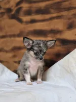 Lena, a female Chihuahua for sale in Hays, NC – 9 of 9