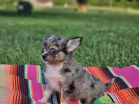 Lena, a female Chihuahua for sale in Hays, NC – 4 of 4
