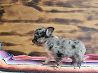 Lena, a female Chihuahua for sale in Hays, NC – 2 of 4