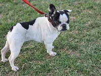 Choas, a female French Bulldog for sale in Hays, NC – 2 of 4