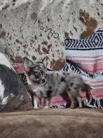 Lena, a female Chihuahua for sale in Hays, NC – 2 of 4