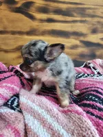 Lena, a female Chihuahua for sale in Hays, NC – 2 of 4
