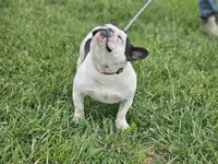 Drama, a female French Bulldog for sale in Hays, NC – 3 of 3