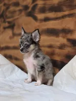 Lena, a female Chihuahua for sale in Hays, NC – 7 of 9
