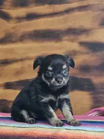 Lulu, a female Chihuahua for sale in Hays, NC – 3 of 4