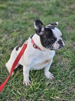Choas, a female French Bulldog for sale in Hays, NC – 3 of 4