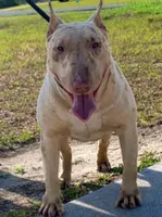 Oreo, a female Bull Terrier for sale in Northfield, OH – 6 of 7