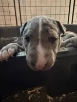 Queen, a female Bull Terrier for sale in Northfield, OH – 3 of 7